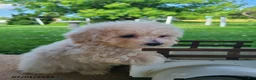 Bichpoo dogs for sale: Laney - Ad 3