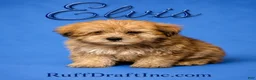 Morkie dogs for sale: Elvis - Ad 1