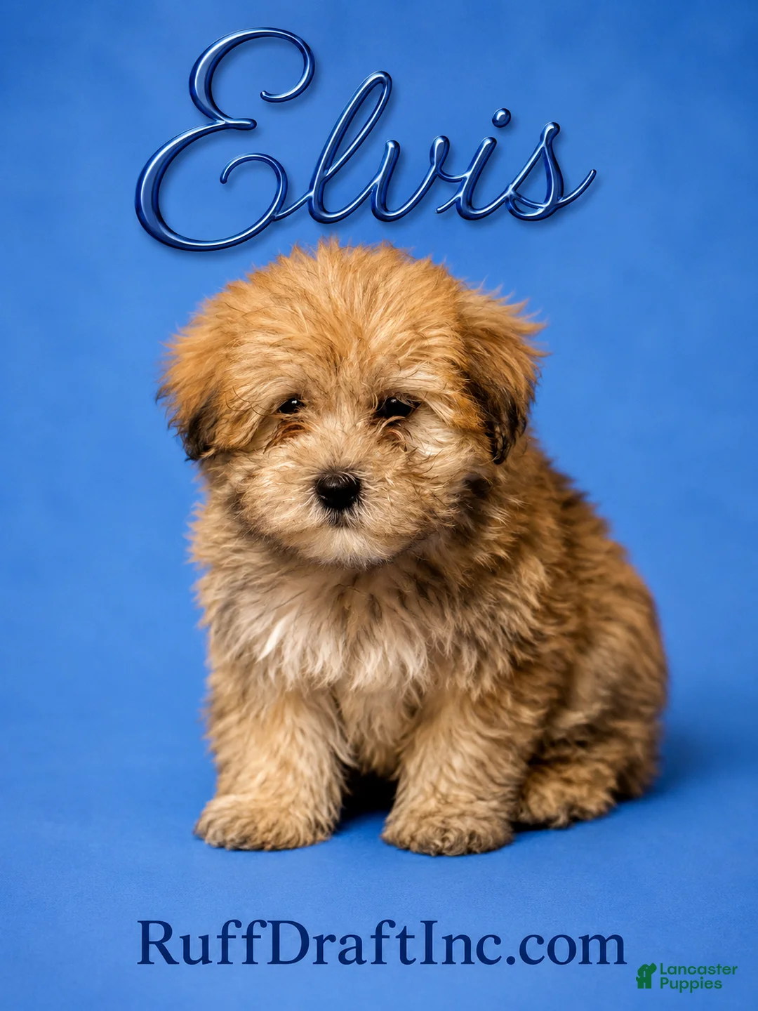Morkie dogs for sale: Elvis - Ad 1