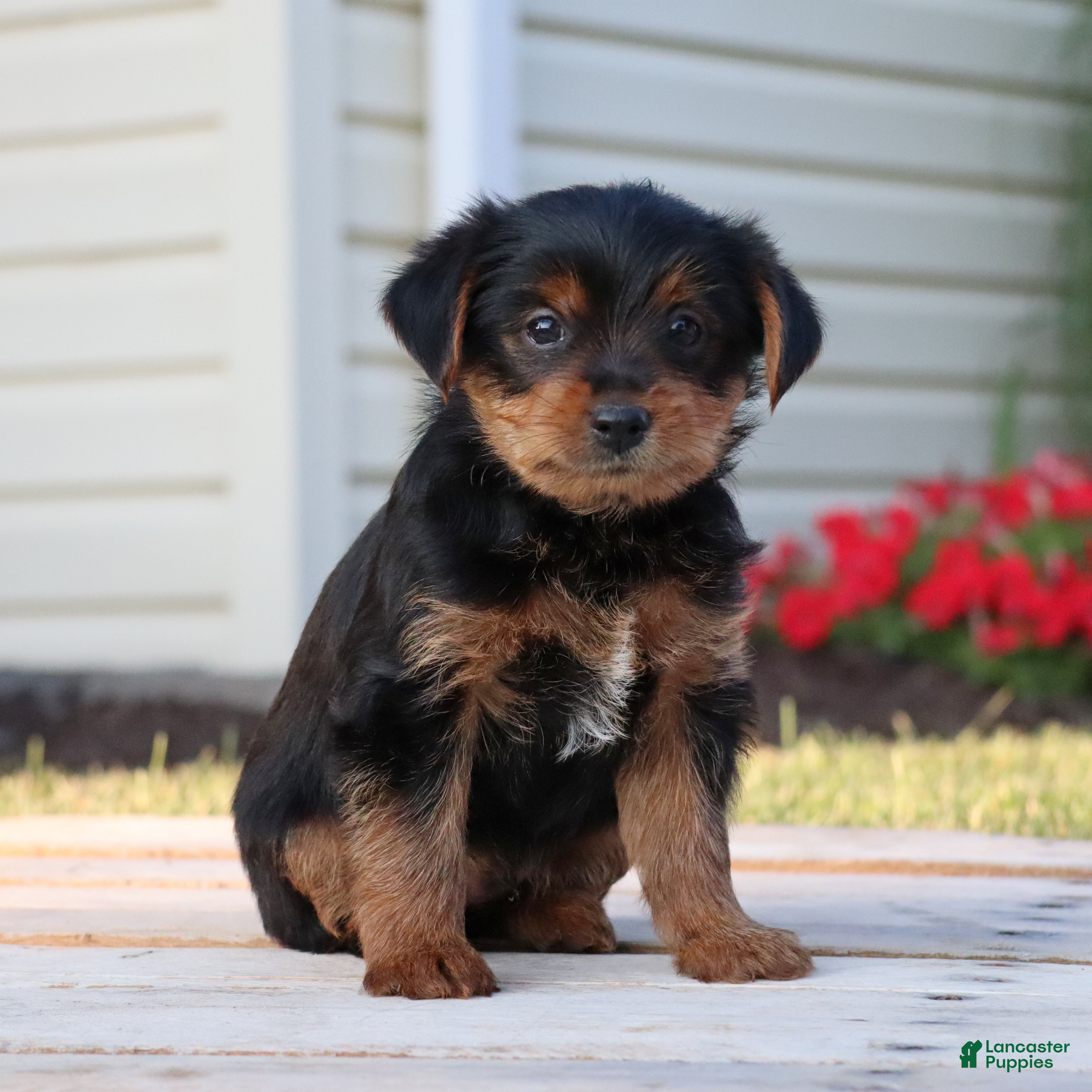 Yorkshire Terrier dogs Pepsi - Ad 2