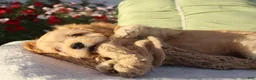 Cavapoo dogs for sale: Laredo  - Ad 9