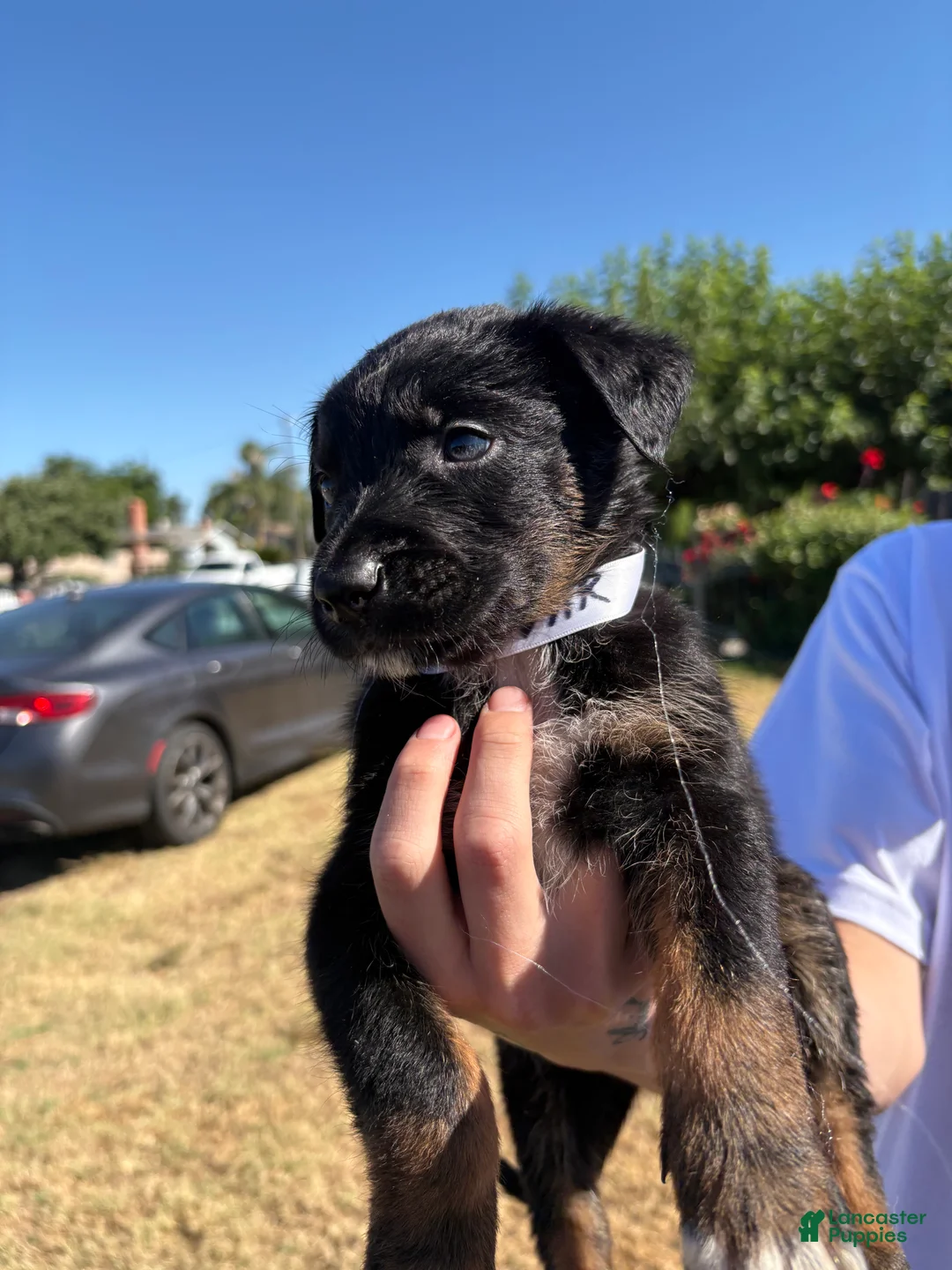Mixed Breed dogs for sale: Ivar - Ad 2