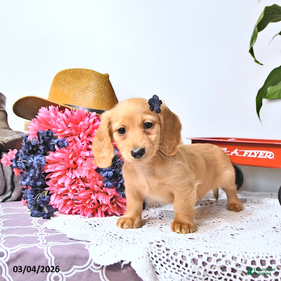 Miniature Dachshund dogs Candy - Ad 2