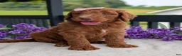 Goldendoodle dogs for sale: Miss Ellie - Ad 6
