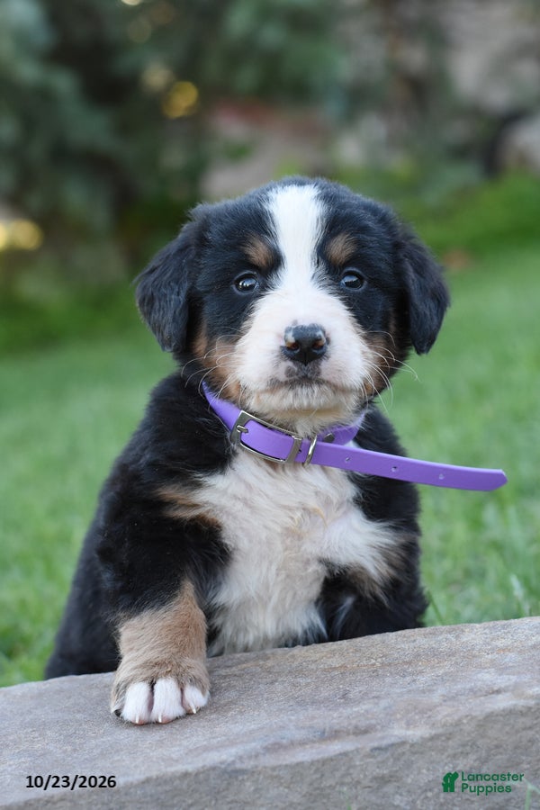 Bernese Mountain Dog dogs for sale: Bow - Ad 2