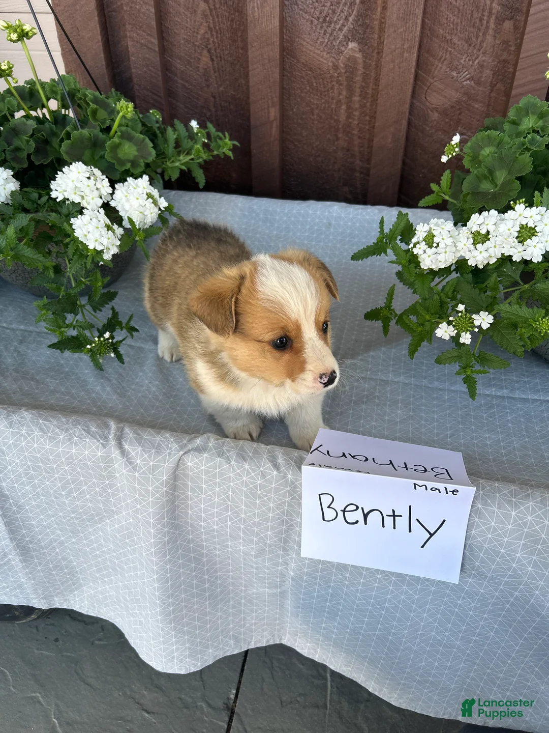 Welsh Corgi Pembroke dogs for sale: Bentley - Ad 1