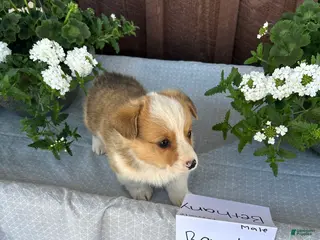 Welsh Corgi Pembroke dogs Bentley - Ad 15