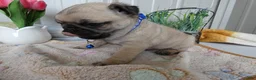 Pug dogs for sale: Pug Puppy 1 Cody - Ad 3