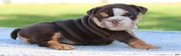 English Bulldog dogs for sale: English Bulldog Puppy 2 - Ad 3
