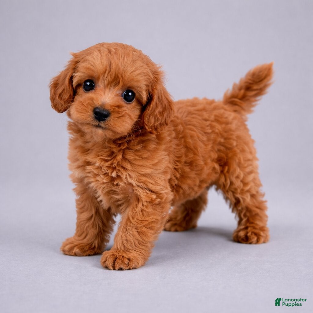 Cavapoo dogs Bella - Ad 2