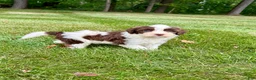 Portuguese Water Dog dogs for sale: Zeke - Ad 6