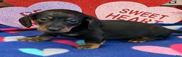Dachshund dogs for sale: Rolo - Ad 3