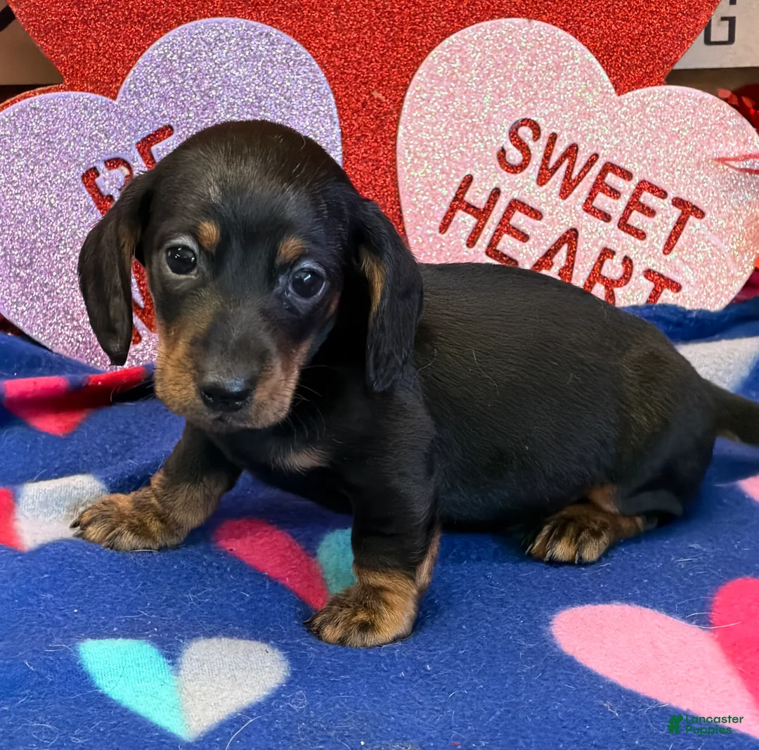 Dachshund dogs for sale: Rolo - Ad 3