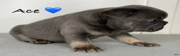 French Bulldog dogs for sale: Ace - Male French Bulldog Puppy - Ad 3