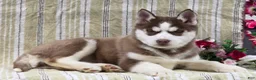 Siberian Husky dogs for sale: Daisy - Ad 6