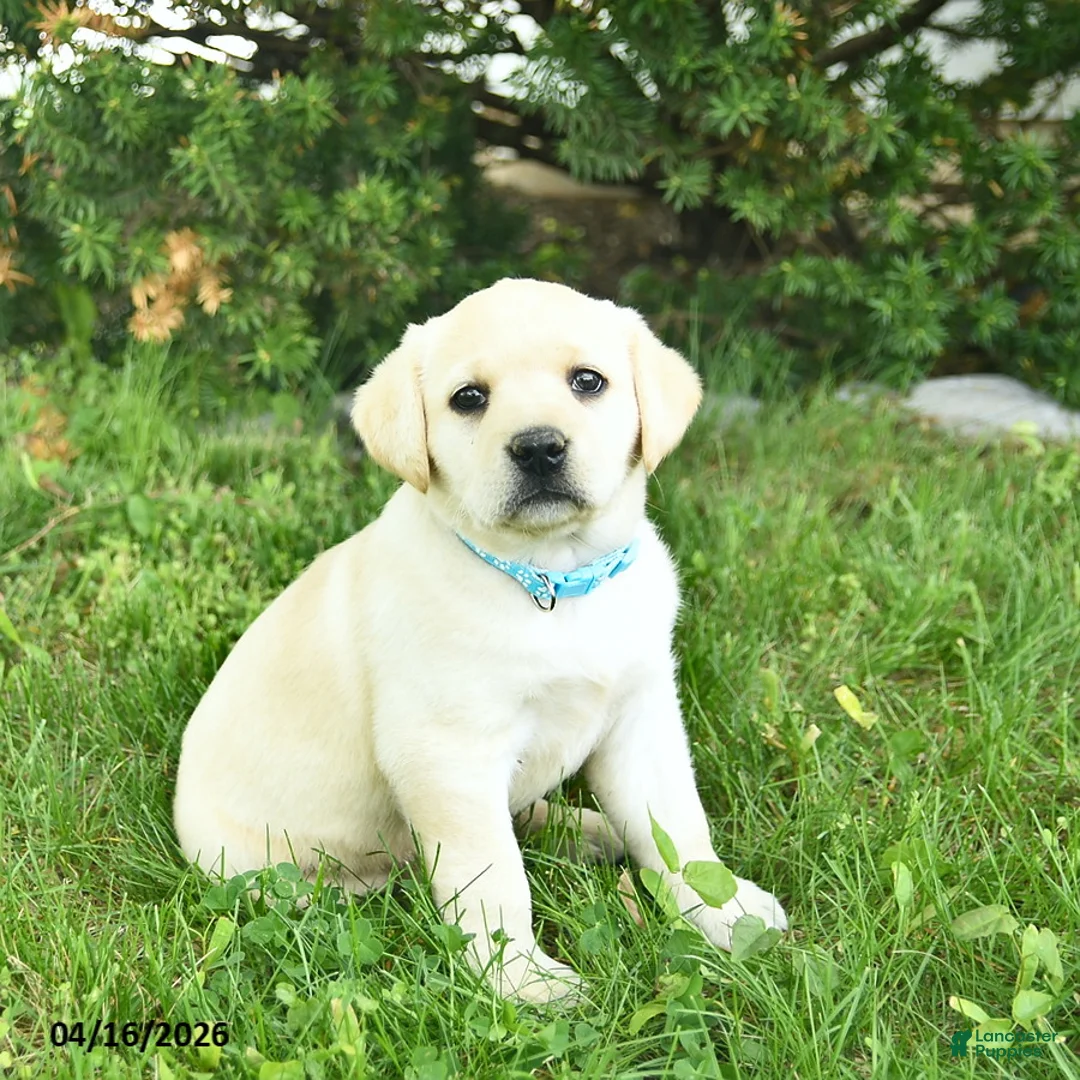 Labrador Retriever dogs for sale: Britney  - Ad 1