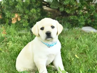 Labrador Retriever dogs for sale: Britney - Ad 1