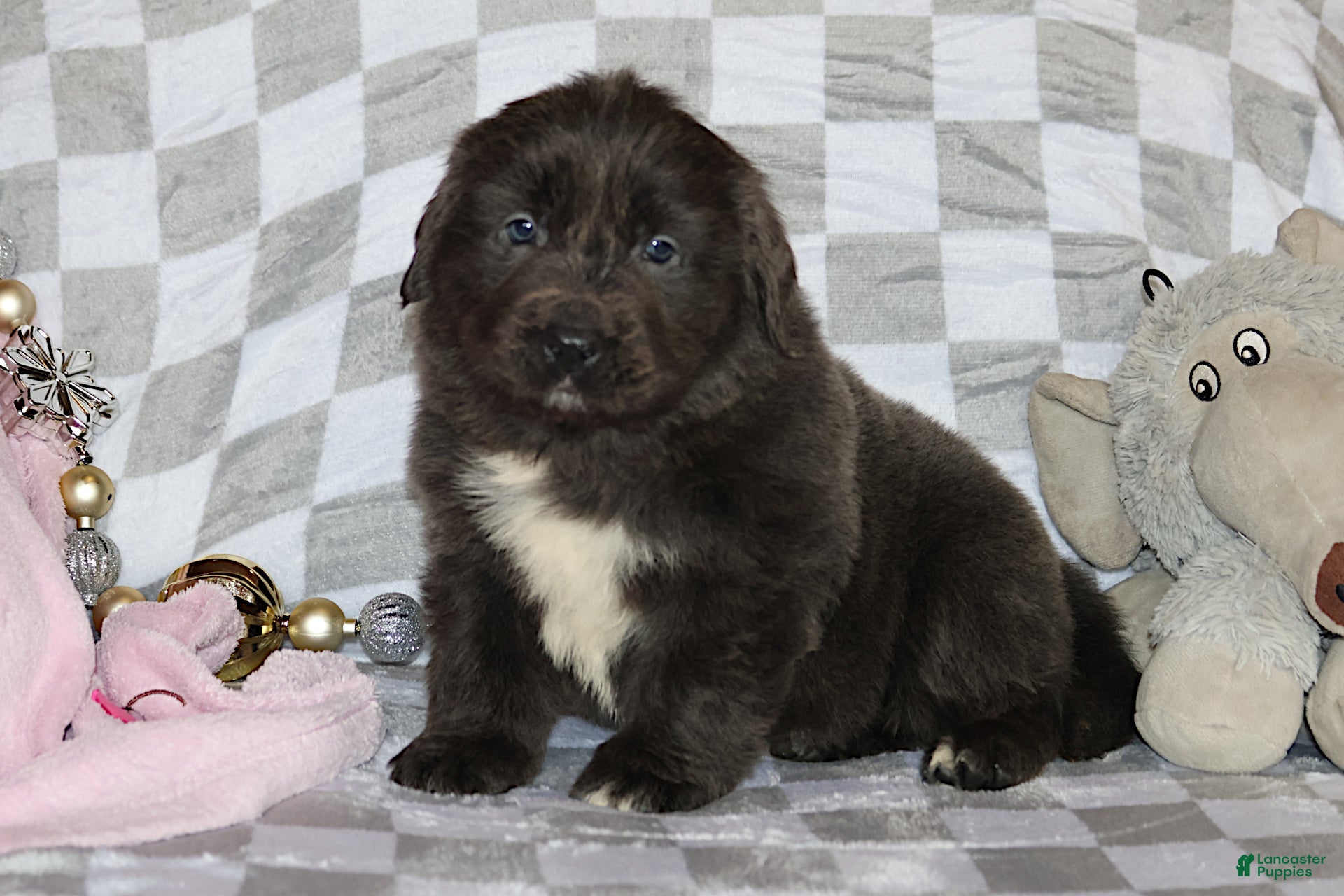 Newfoundland dogs Dolly - Ad 10