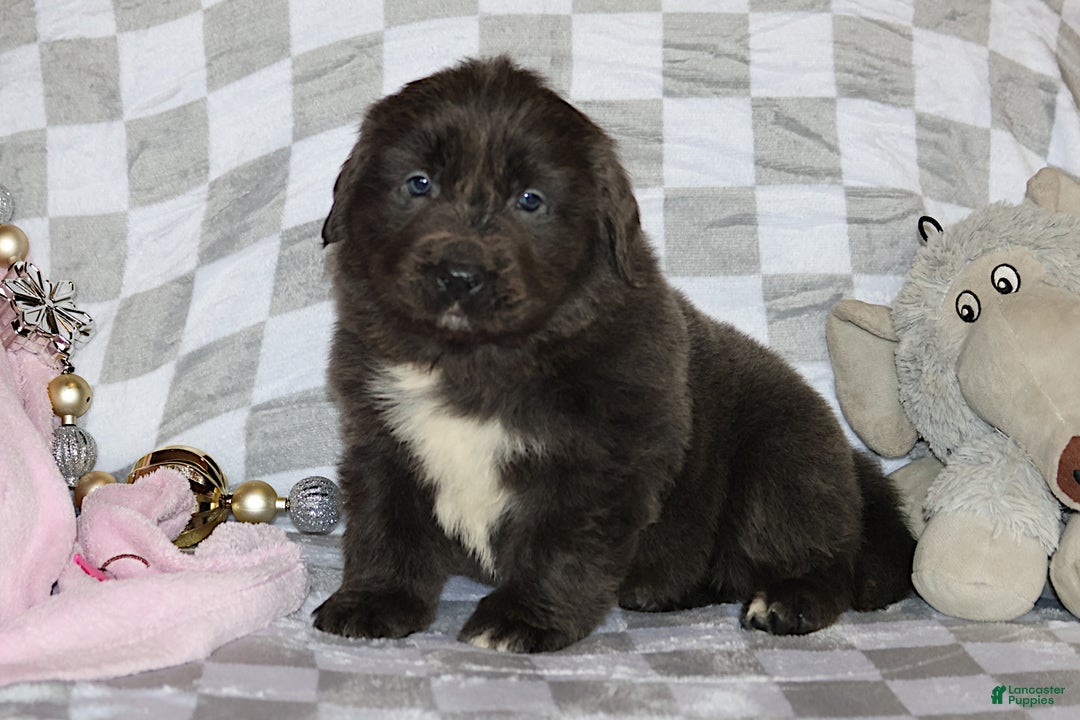 Newfoundland dogs for sale: Dolly - Ad 1
