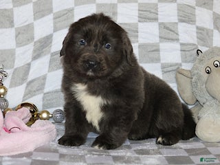 Newfoundland dogs Dolly - Ad 13