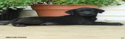 Labrador Retriever dogs for sale: Pierce - Ad 3