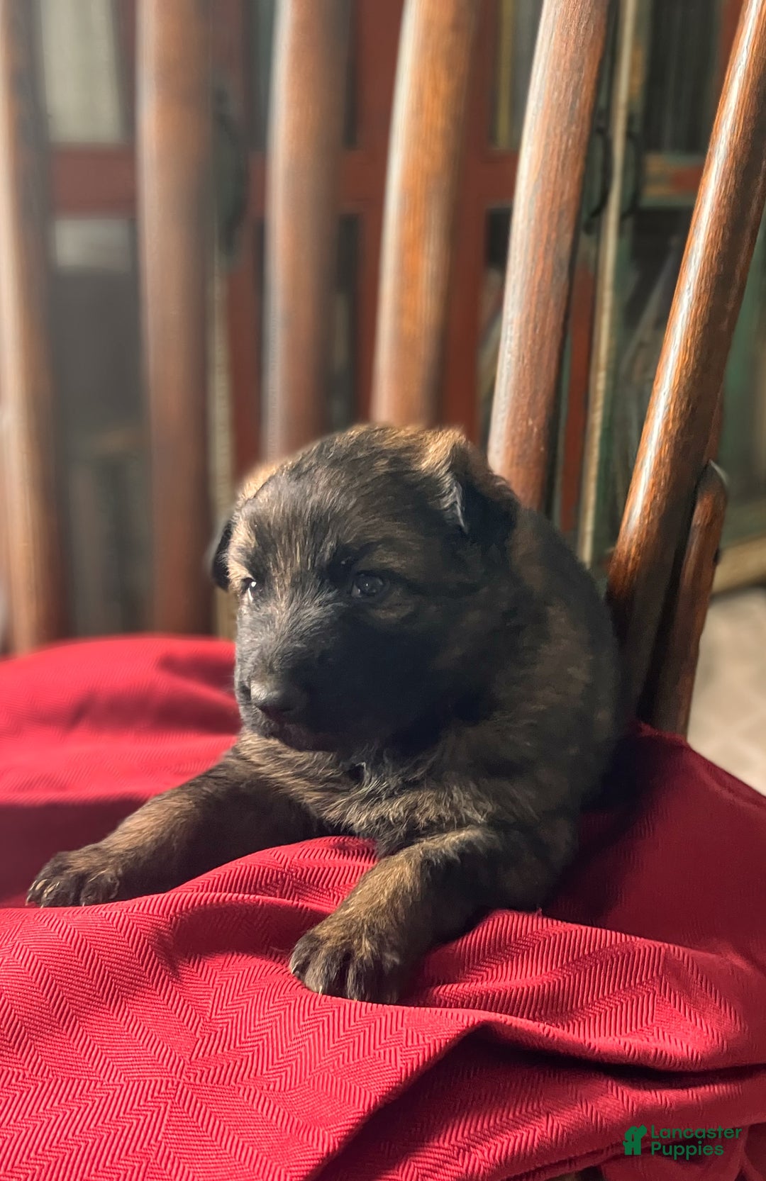 German Shepherd dogs for sale: ♥️KING♥️ - Ad 9
