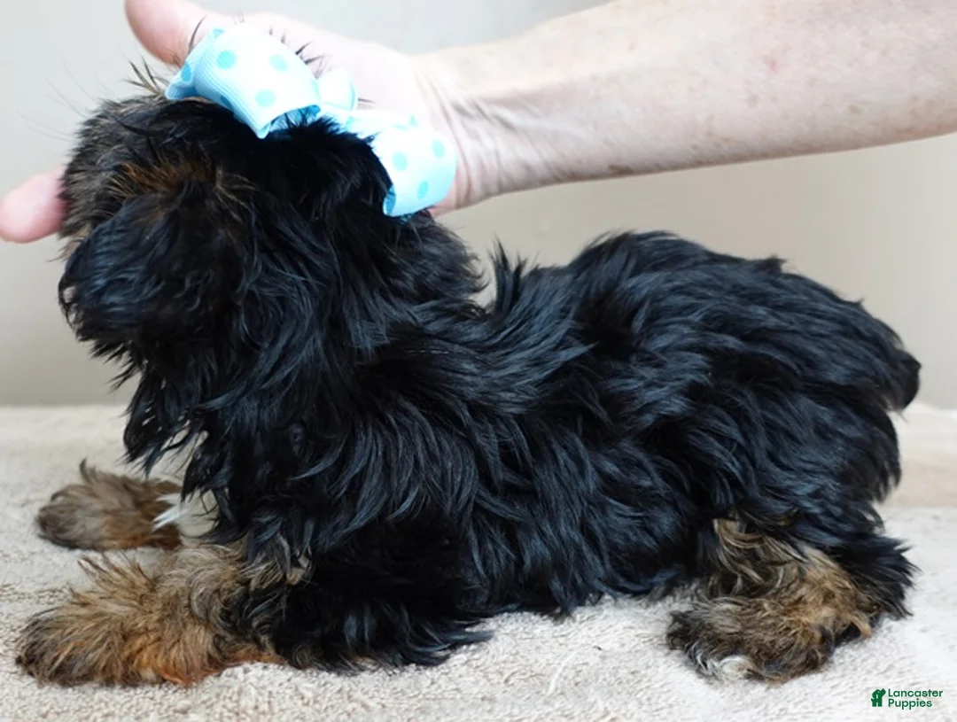 Yorkshire Terrier dogs for sale: Bali 2 pounds - Ad 11