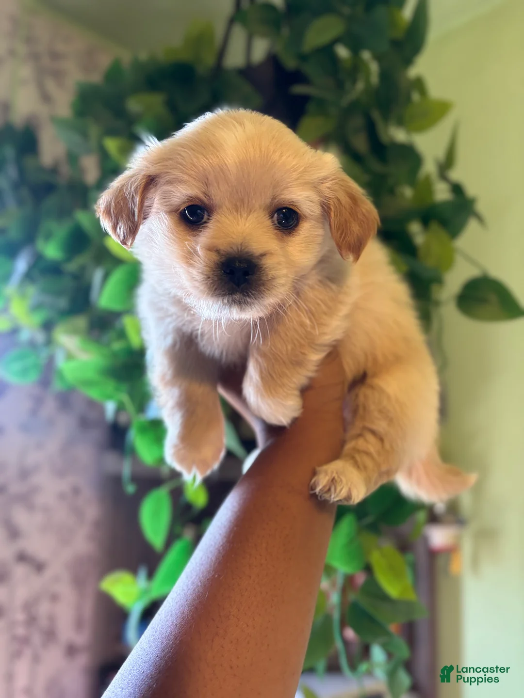 Maltipoo dogs for sale: Willard - Ad 6