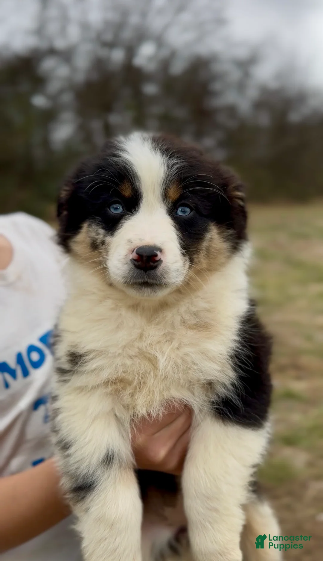 Miniature Australian Shepherd dogs for sale: Ember  - Ad 3