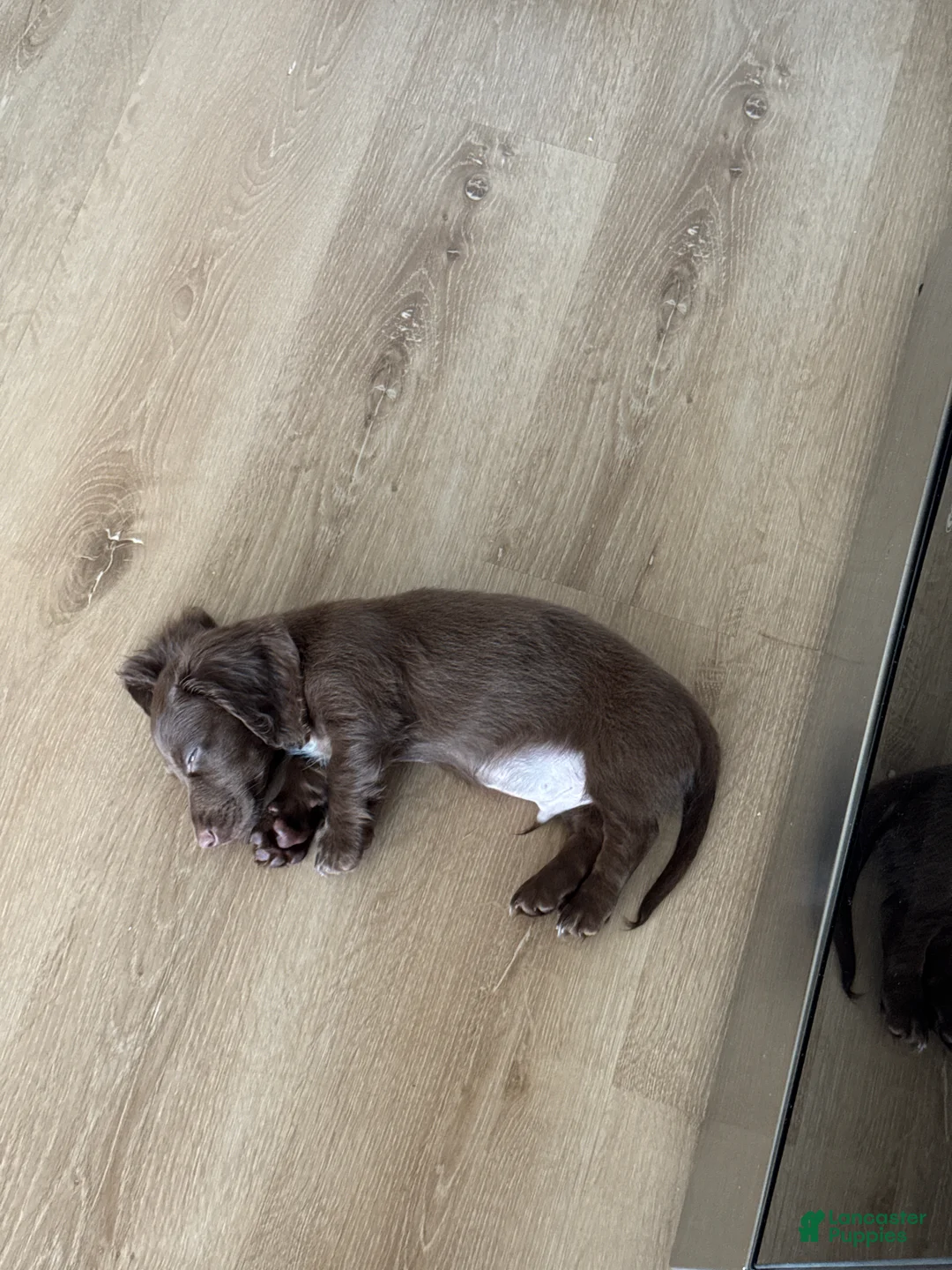 Miniature Dachshund dogs for sale: Miniature Dachshund Puppy 1 - Ad 2