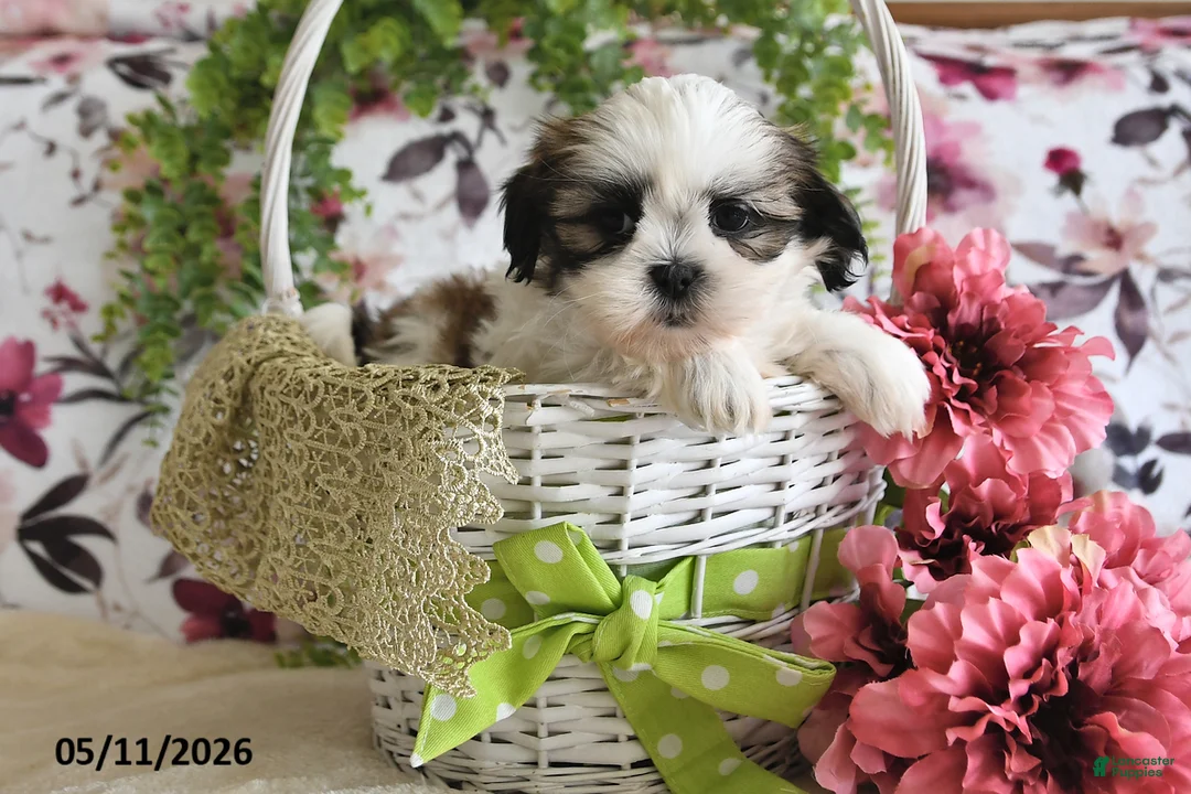 Shih Tzu dogs for sale: Mason - Ad 5