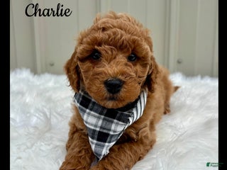 Mini Goldendoodle dogs - Ad 31