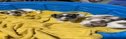 Mixed Breed dogs for sale: Girl 3 - Ad 2