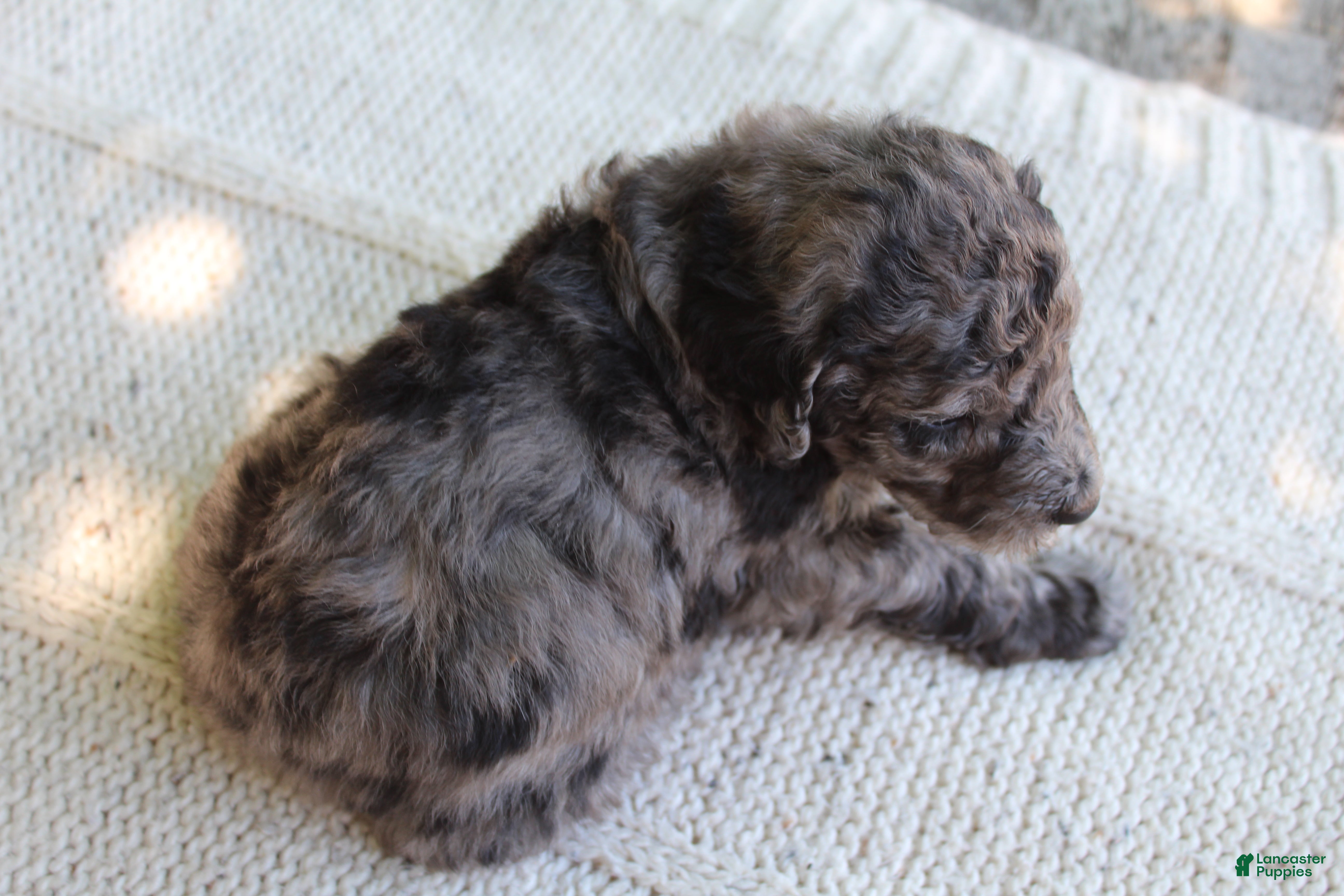 Standard Poodle dogs for sale: Ash AKC Standard Poodle - Ad 3