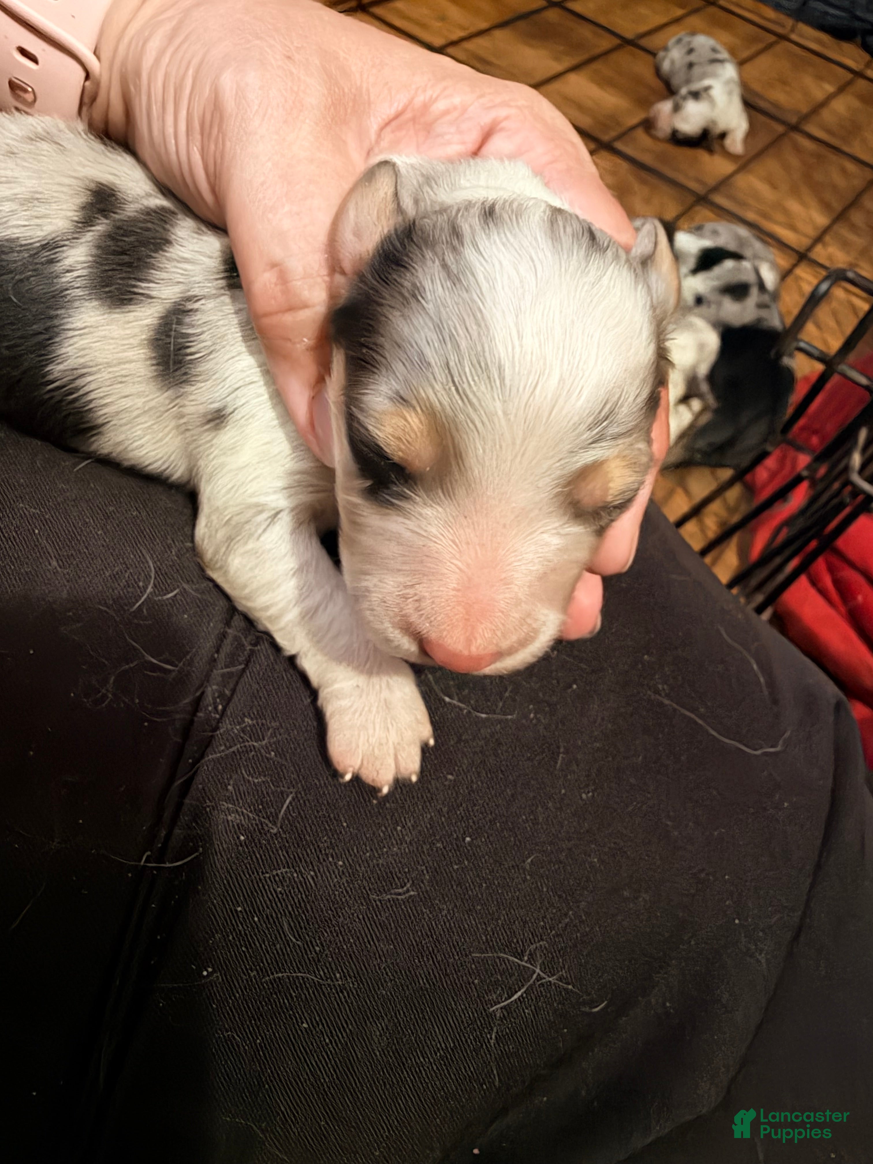 Mixed Breed dogs Mixed Breed 3 - Ad 33