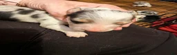 Mixed Breed dogs for sale: Mixed Breed 3 - Ad 1