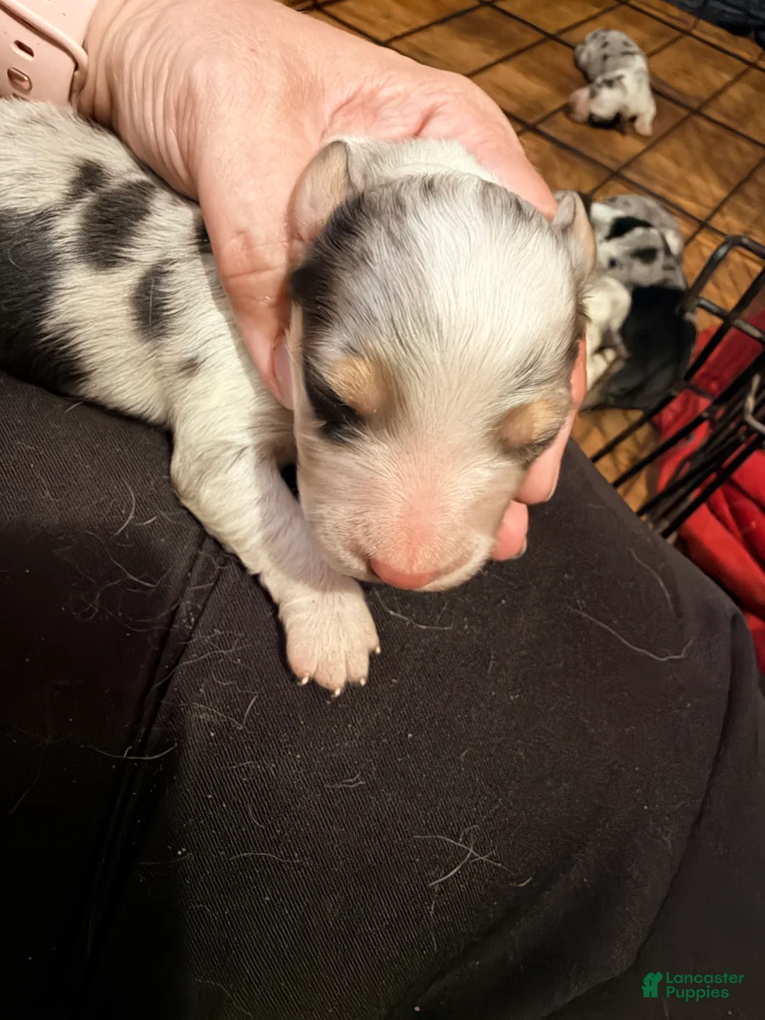 Mixed Breed dogs for sale: Mixed Breed 3 - Ad 1