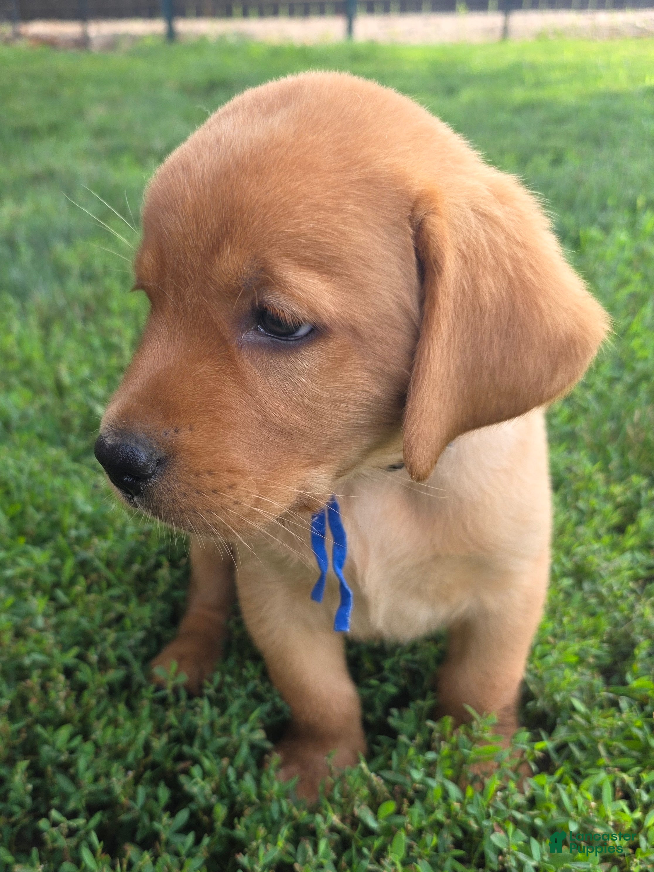 Labrador Retriever dogs Harris 💙 Fox Red English Lab  - Ad 2