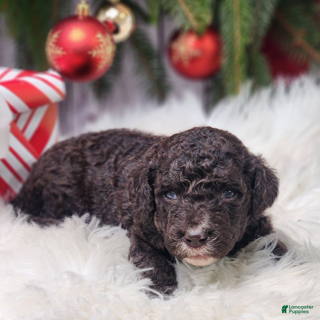 Labradoodle dogs for sale: Victoria - F1B - Ad 1