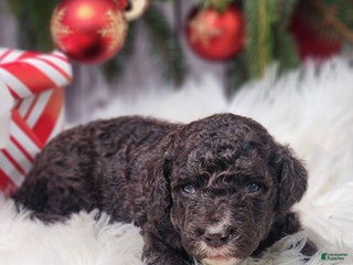 Labradoodle dogs Victoria - F1B - Ad 14