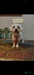 Ranger