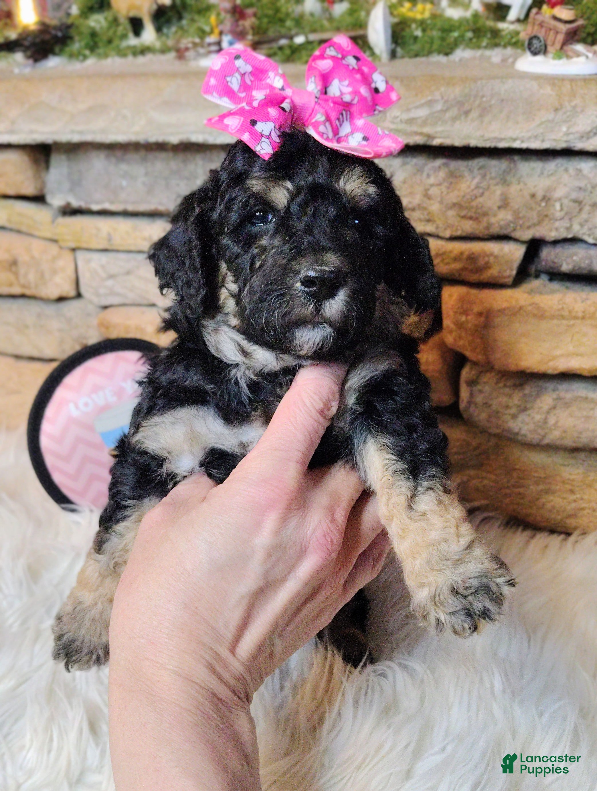 Saint Berdoodles dogs Lobelia F1b Mini Saint Berdoodle - Ad 7