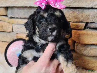 Saint Berdoodles dogs Lobelia F1b Mini Saint Berdoodle - Ad 7