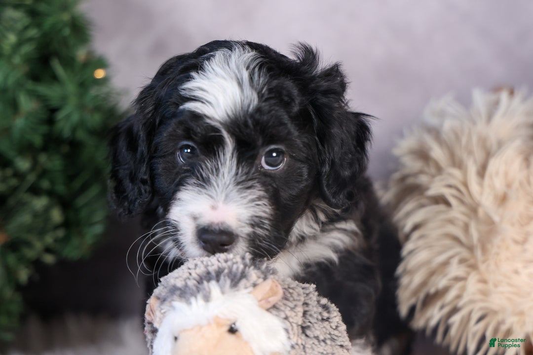 Mini Aussiedoodle dogs for sale: Payday - Ad 11