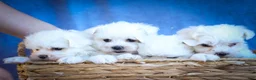 Maltese dogs for sale: Mirella🎀 - Ad 22