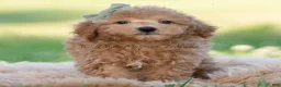 Mini Goldendoodle dogs for sale: banjo - Ad 5