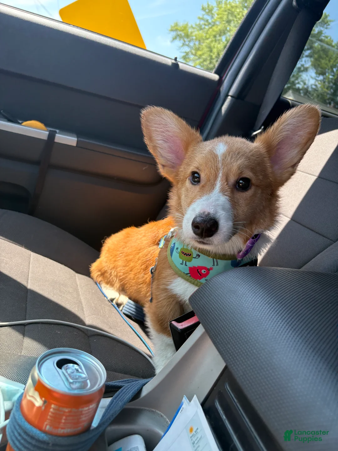 Welsh Corgi Pembroke dogs for sale: Queso  - Ad 6