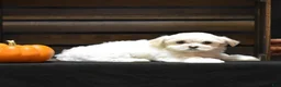 Maltese dogs for sale: Emmy - Ad 5
