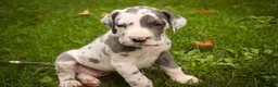 Great Dane dogs for sale: Braxton Great Dane  - Ad 5