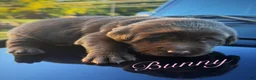 Labrador Retriever dogs for sale: Labrador Retriever 1 - Ad 3